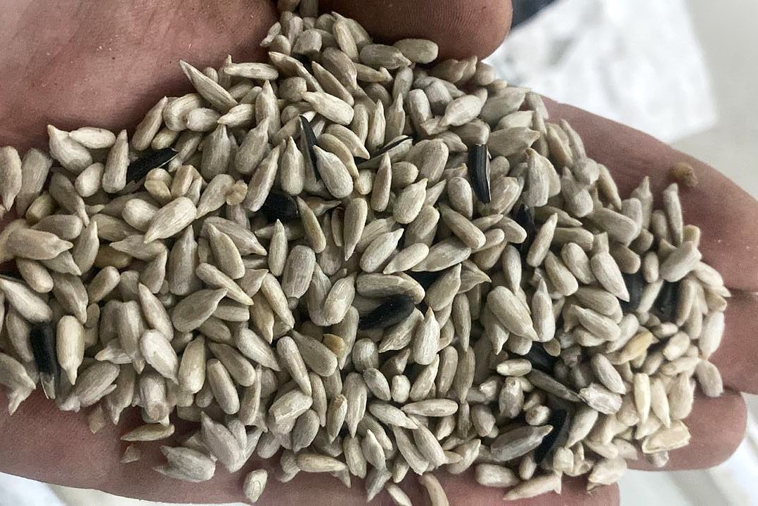 Sunflower Kernels (Peeled)