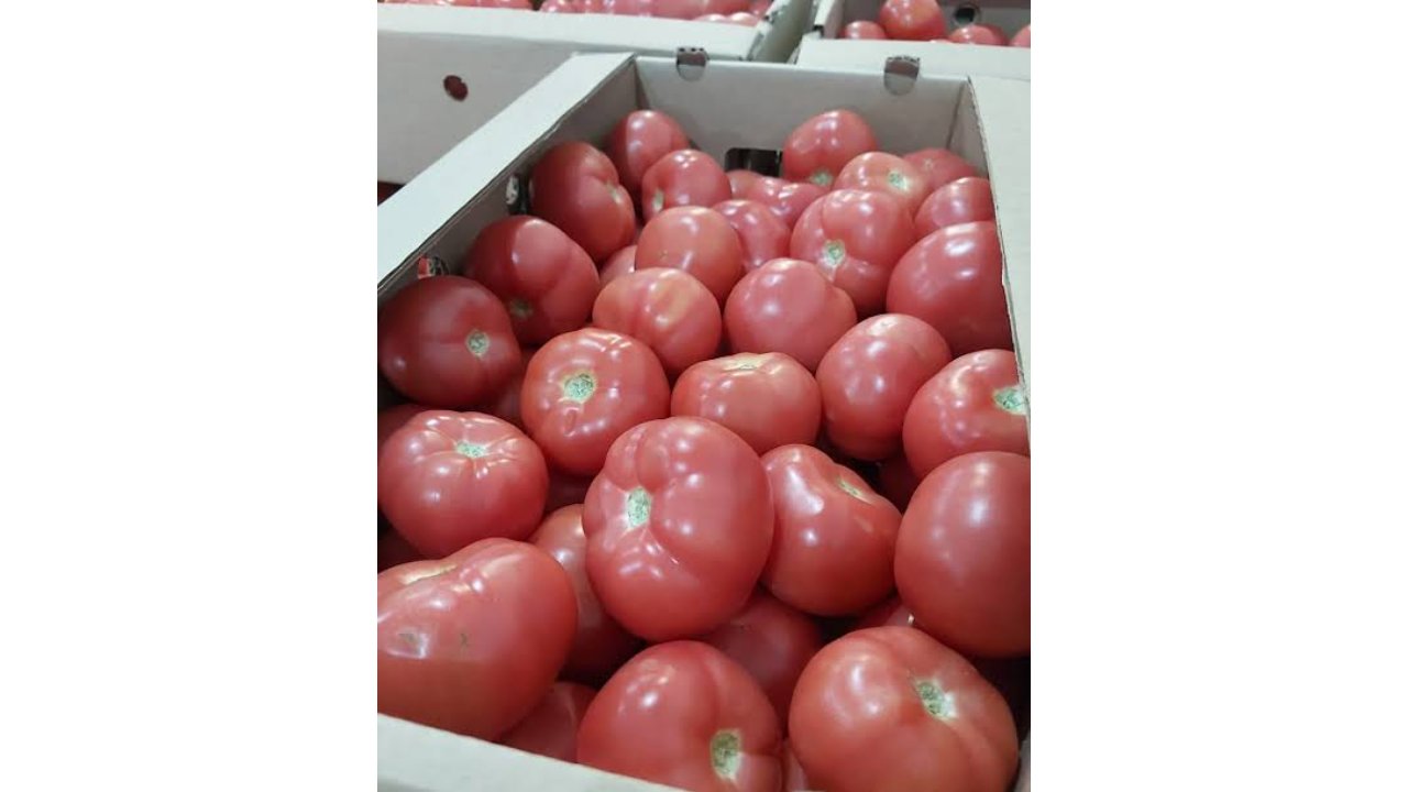 Topar Greenhouse Tomatoes