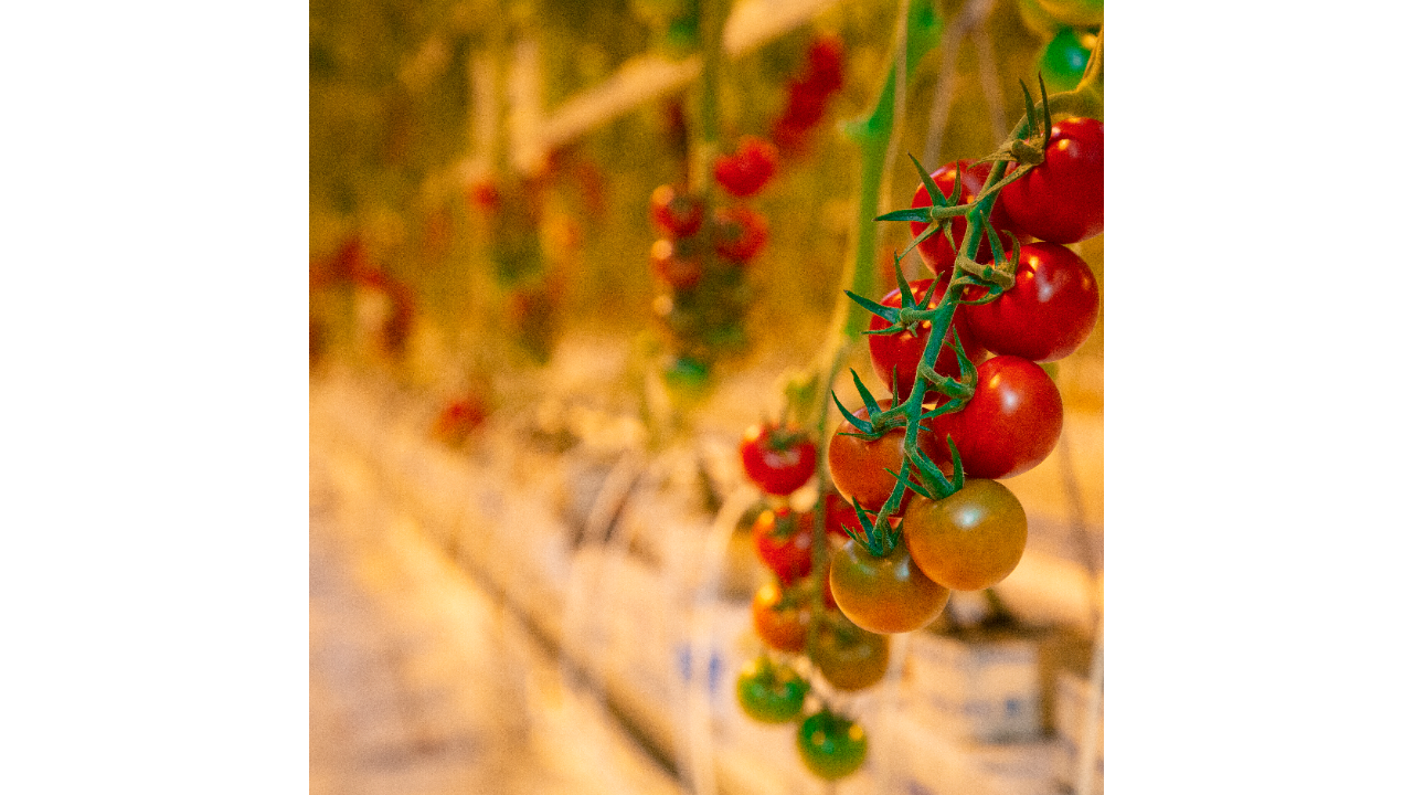 Tomatoes