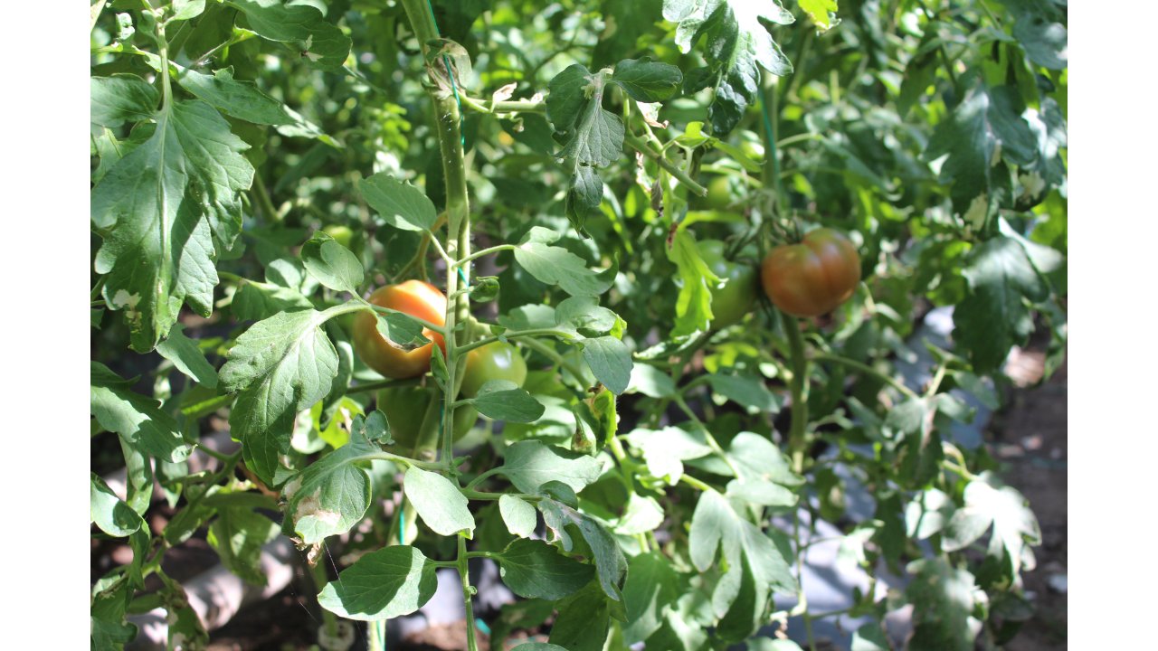 Topar Greenhouse Tomatoes