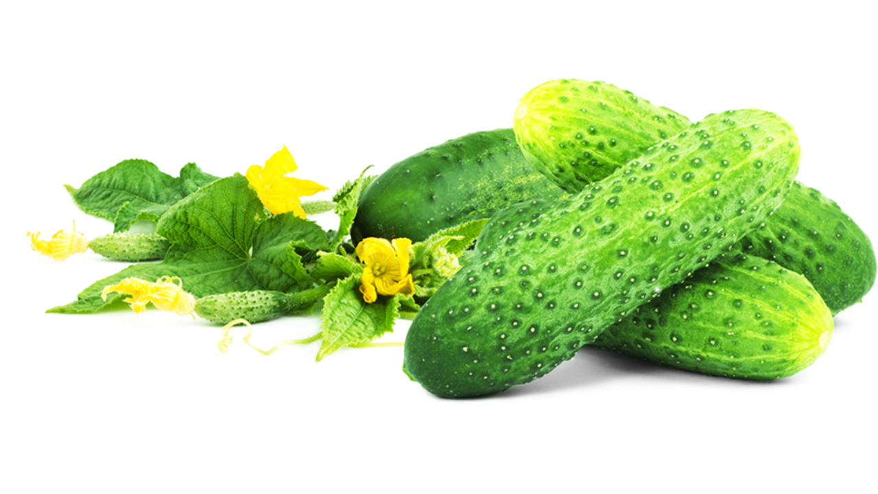Topar greenhouse cucumbers