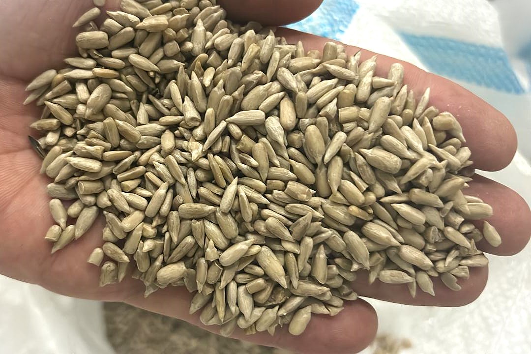 Sunflower Kernels (Peeled)