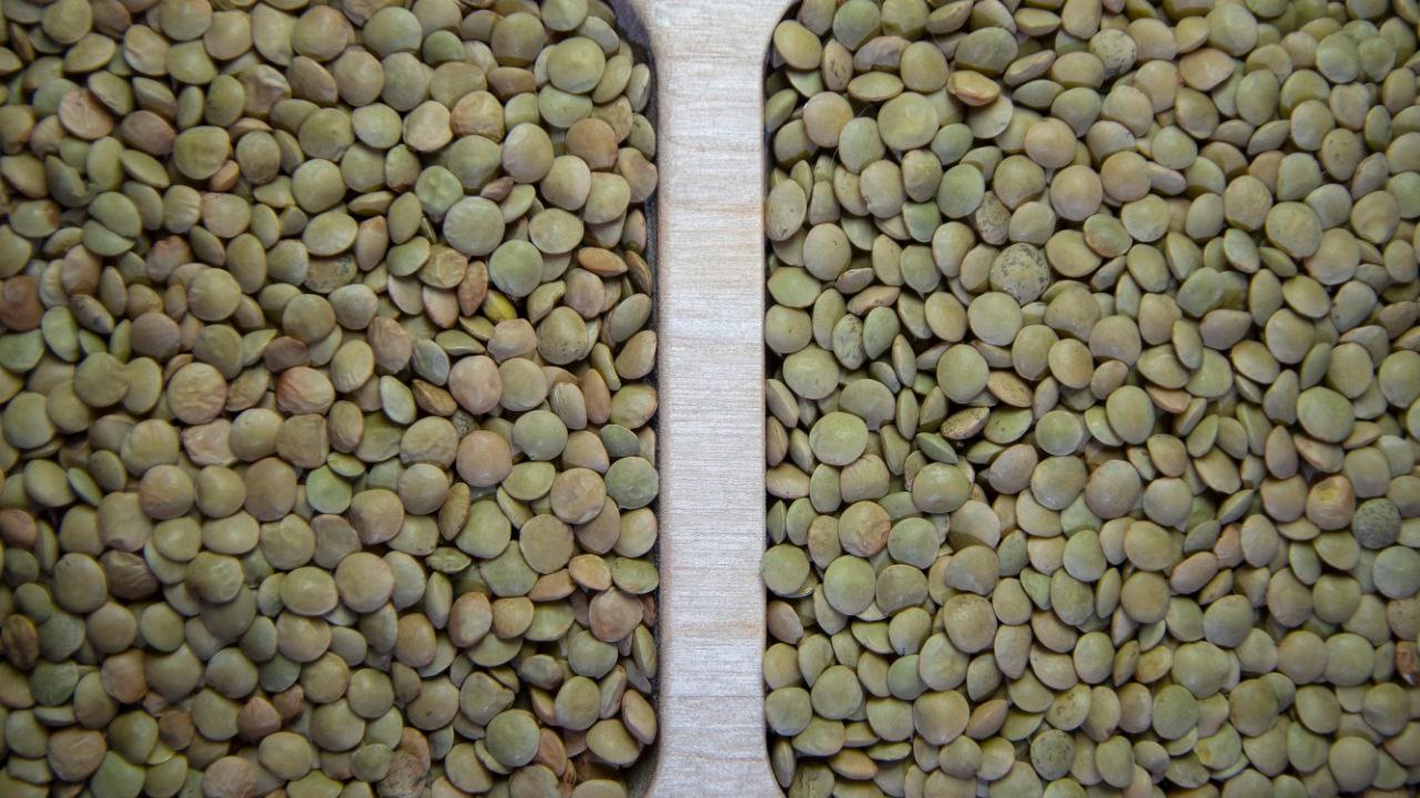 Green Lentils 