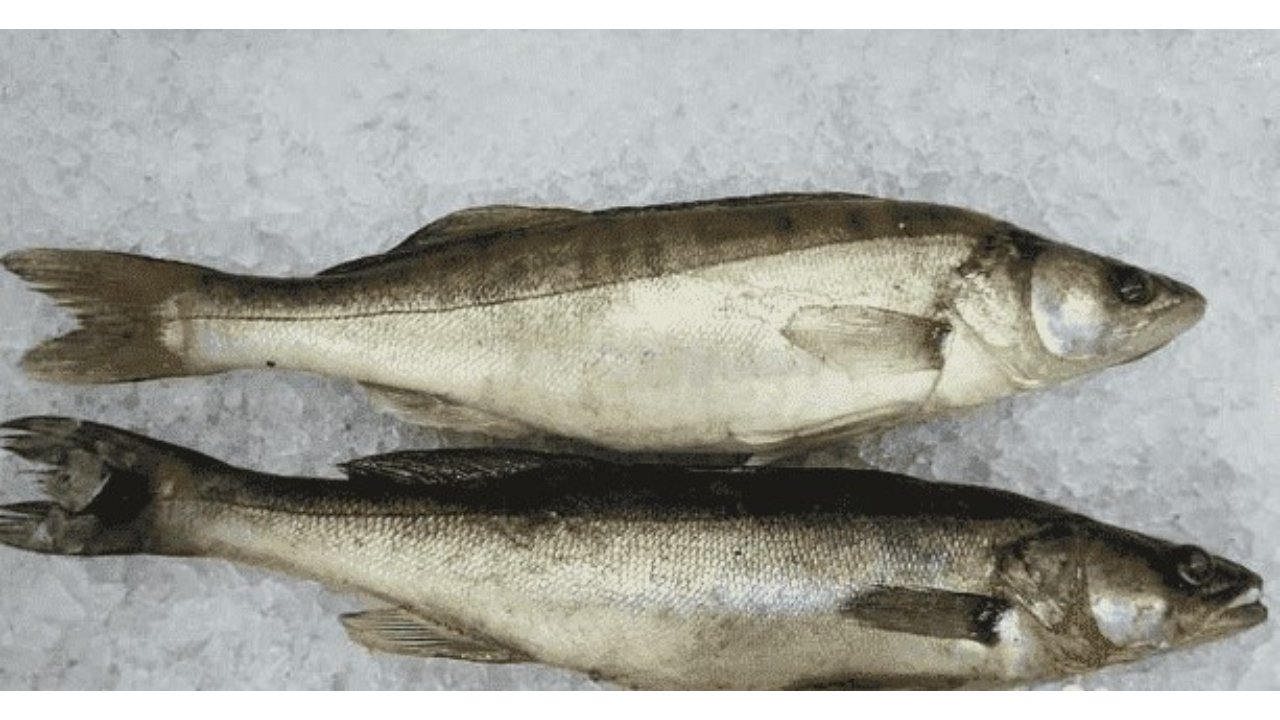 Frozen Pike Perch Fillet