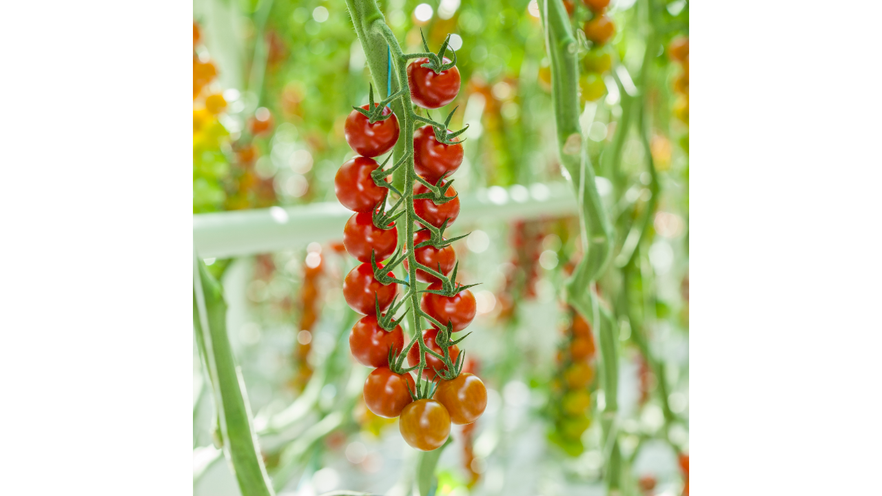 Tomatoes