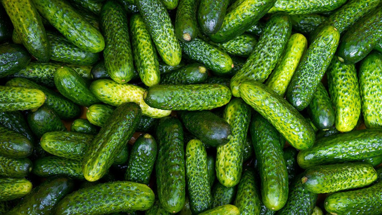 Fresh Cucumbers