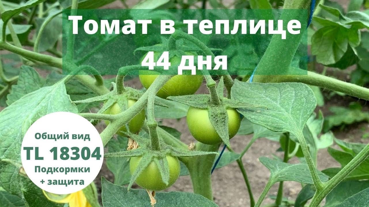 Topar Greenhouse Tomatoes