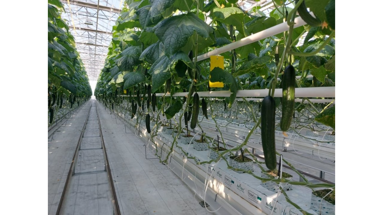 Fresh Cucumbers