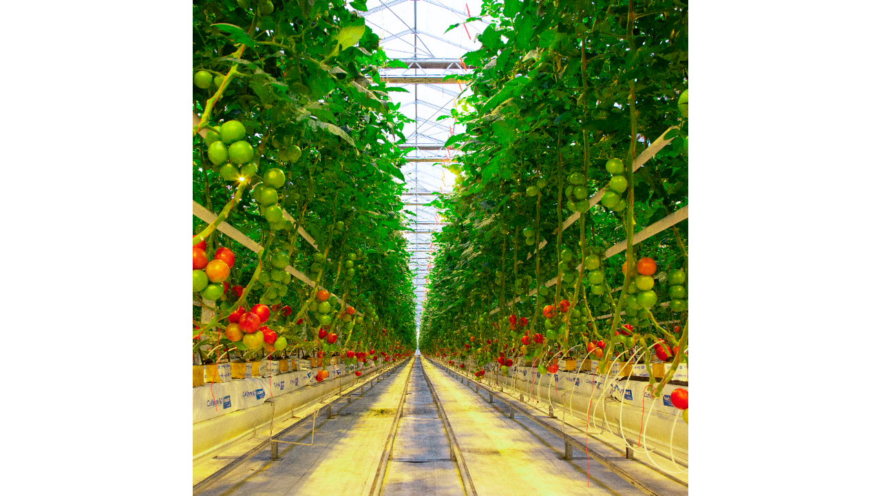 Tomatoes