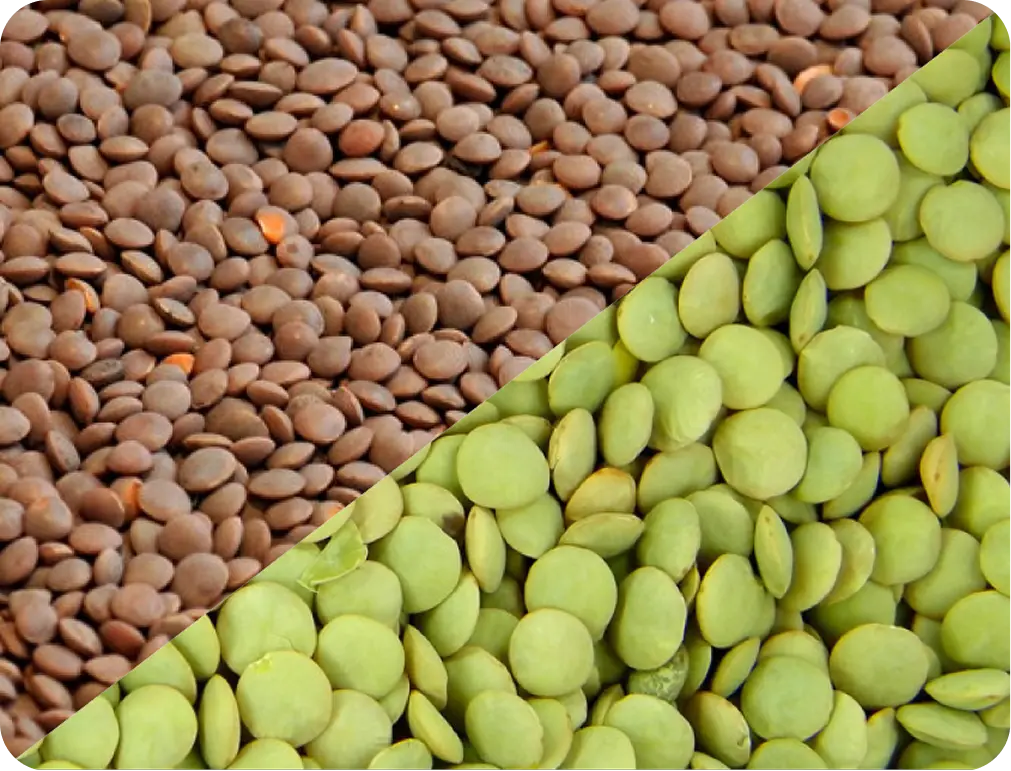 Lentil seeds