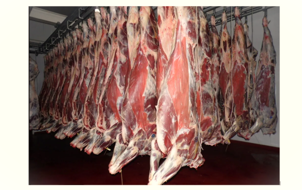 Meat. Beef in carcasses 