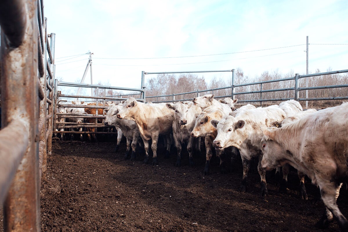 Premium Beef Cuts