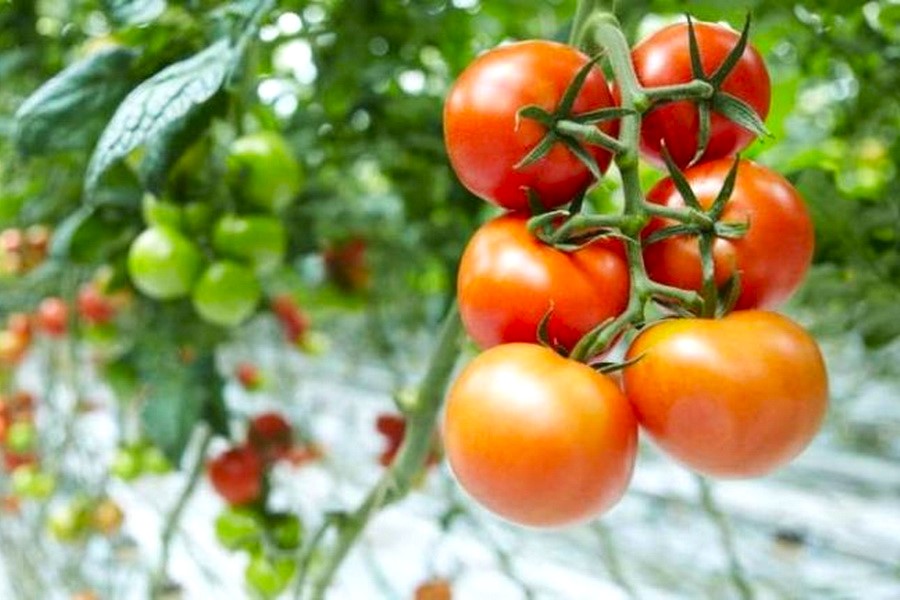 Tomatoes