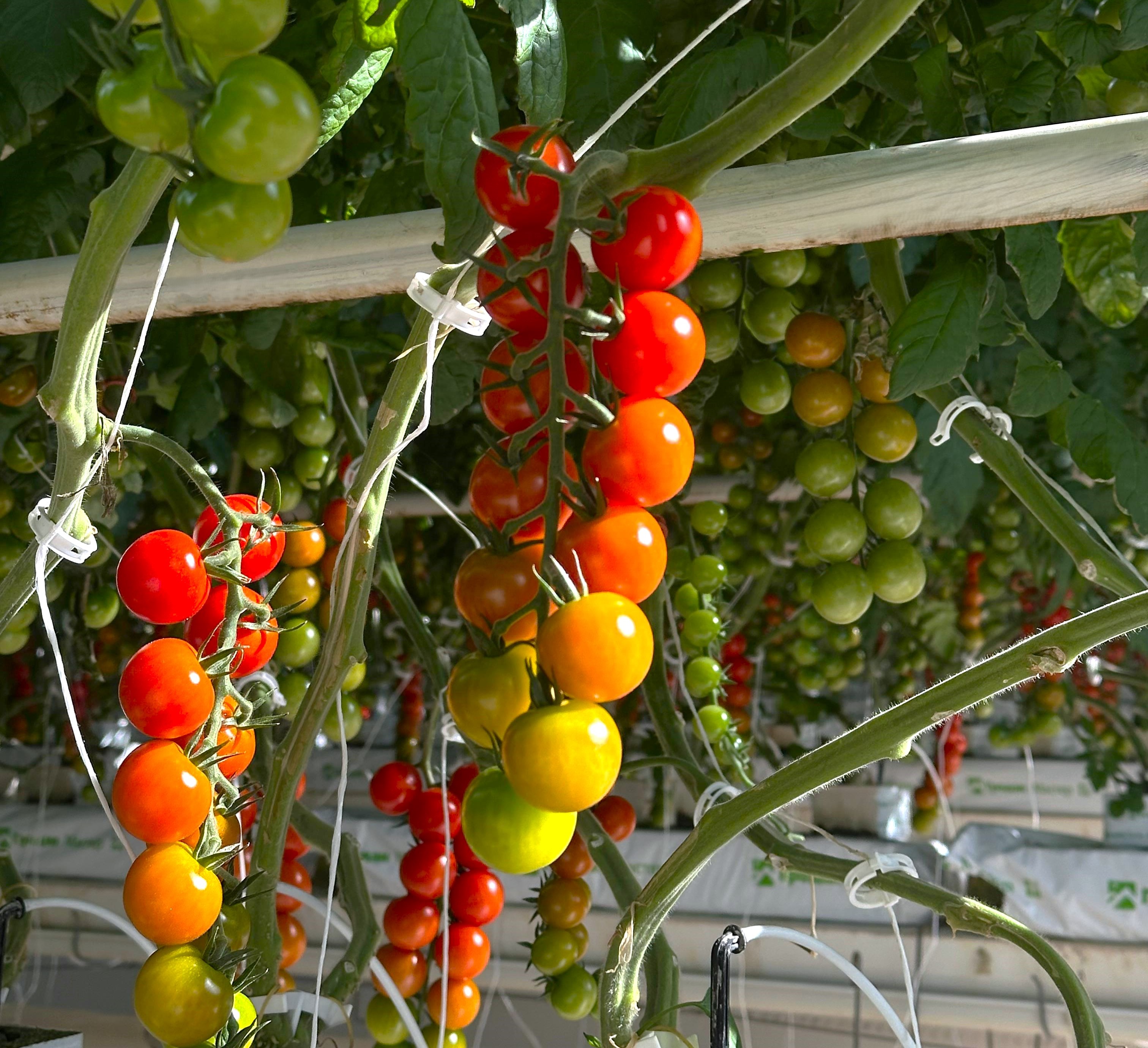 Tomatoes