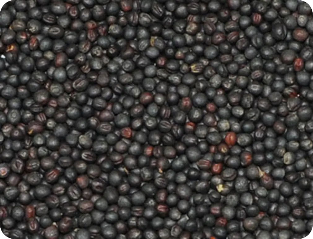 Rapeseeds