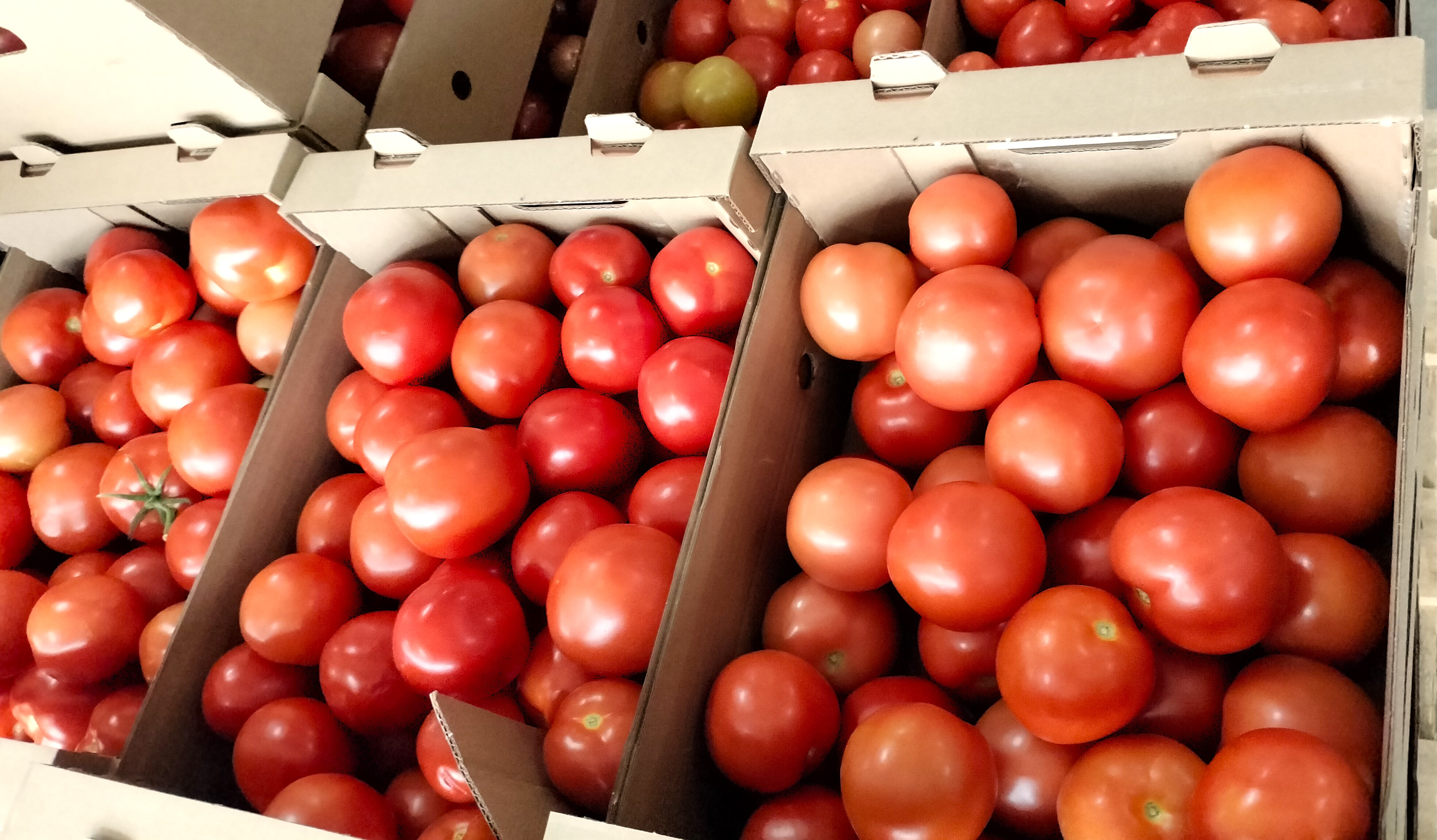 Tomatoes