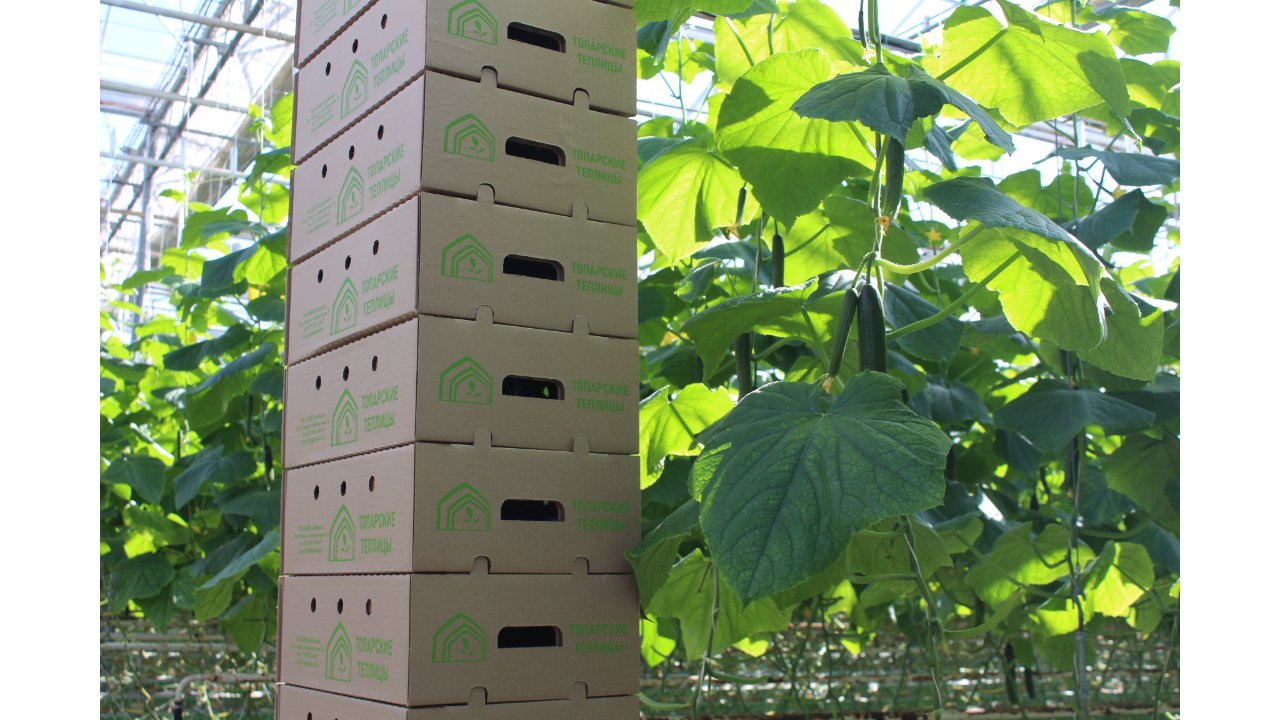 Topar greenhouse cucumbers